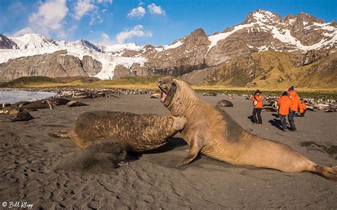 Zenfolio | Wildlife Photography by Bill Klipp | Antarctica Wanderings III – Nov 2017, “South ...