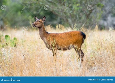 Sika Deer Doe stock image. Image of beautiful, stag, environment - 60395645