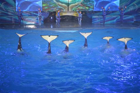 SeaWorld Orlando and marine mammal intelligence on cue – Loyalty Traveler