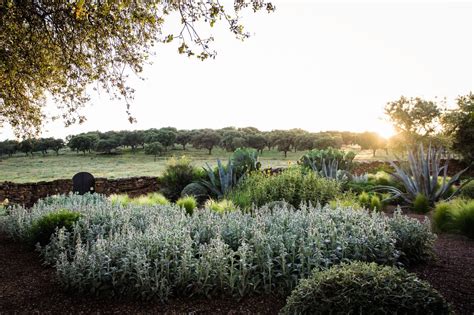 Tips for planting in a dry climate - Gardens Illustrated