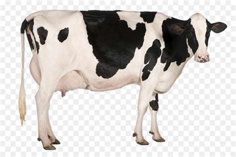 Holstein Friesian Ternak, Susu, Sapi Perah gambar png