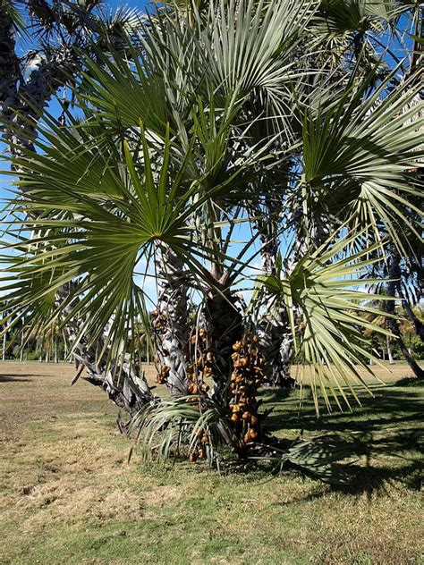 Hyphaene Dichotoma Grown in a 3 Gallon Pot - Etsy