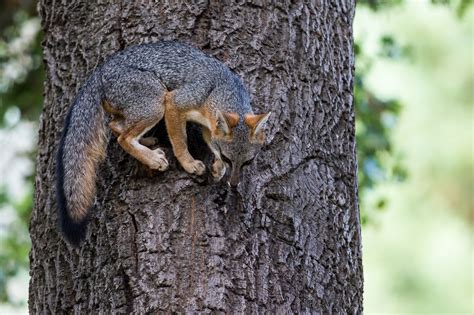 🔥 The Gray Fox is one of the two species of Canid to regularly climb trees 🔥 : r/NatureIsFuckingLit