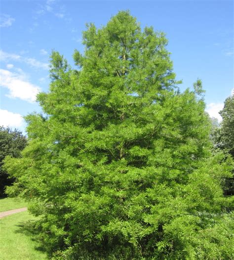 Swamp Cypress - Tree Guide UK- Swamp Cypress tree identification