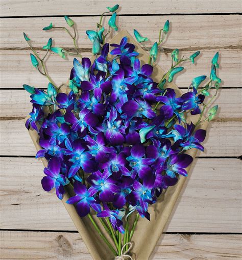 Blue Orchids - Farm Fresh | Avas Flowers