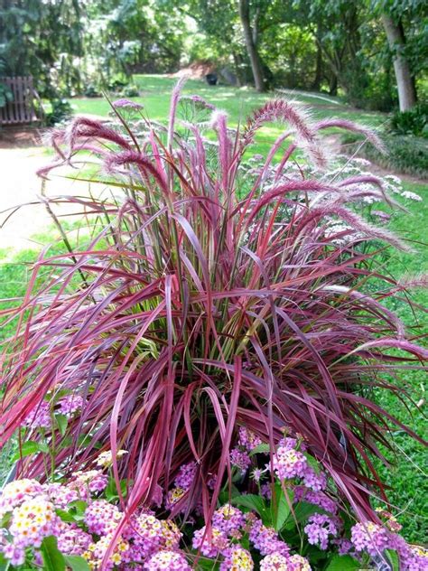 Plants (Zone 11) | Fountain grass, Ornamental grasses, Plants