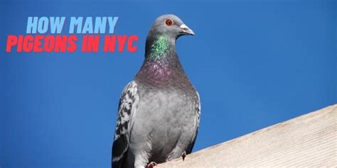 How Many Pigeons in NYC | Let's Find Out