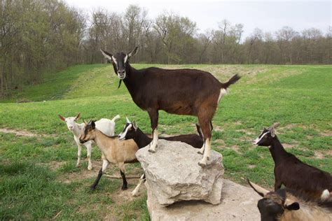 Got goats? Area man pursues dream of dairy goat farm | Radish Magazine ...