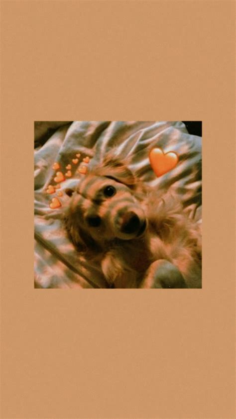 Cute Aesthetic Dog Wallpapers - Wallpaper Cave