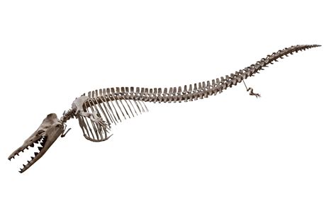 Dorudon atrox (Andrews), spear-toothed whale, skeleton, cast of specimens from Wadi Al-Hitan ...