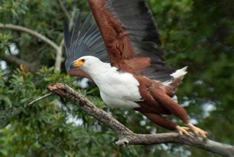 African Fish Eagle - Stock Image