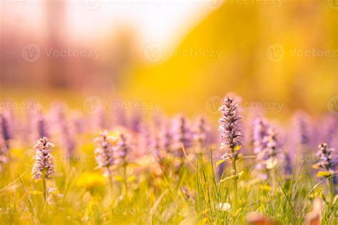 Summer nature view of a beautiful flowers with colorful meadow. Natural summer scene under ...