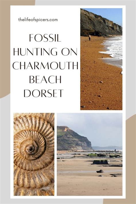 Charmouth Beach Fossil Hunting - The Life Of Spicers