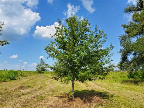 Overcup Oak – The Best Landscape Tree You’ve Never Heard Of | Gardening in the Panhandle