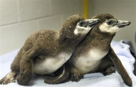 African Penguin babies at Science Center