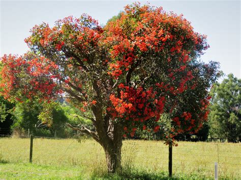 Red Flowering Gum Tree | Arbor Operations