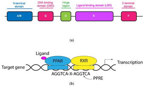 Biology | Free Full-Text | PPAR Alpha as a Metabolic Modulator of the Liver: Role in the ...