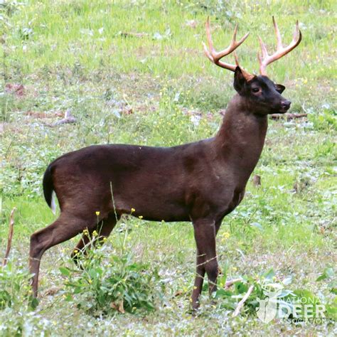 The Many Coat Colors of White-tailed Deer: Albino, Piebald, Melanistic ...