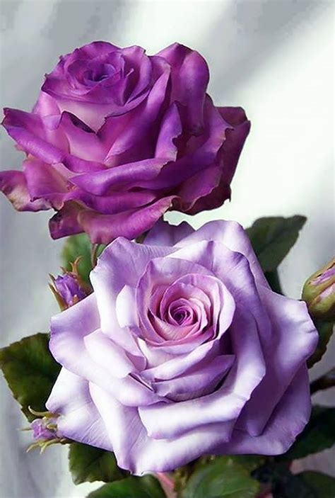 1023 best Rose reference images on Pinterest | Pretty flowers, Beautiful flowers and All flowers