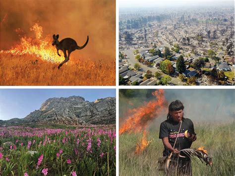 Fire and biodiversity in the Anthropocene | Science