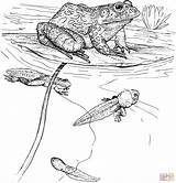 Kaulquappe Zum Ausmalen  Ausmalbild Frosch Tijo Kinderbuch sketch template