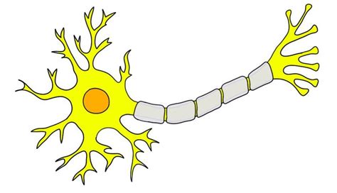 Neuron - definition — Neuroscientifically Challenged