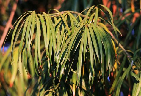 Yellowwood Tree Leaves Free Stock Photo - Public Domain Pictures