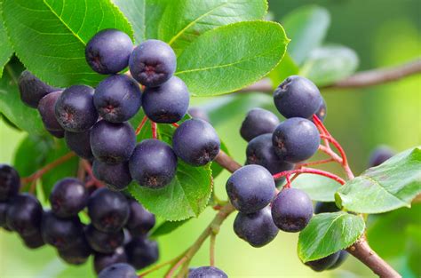 Aronia Berry | www.mmherbs.com