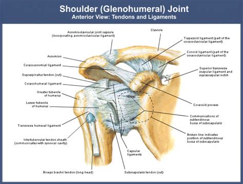 shoulder rehabilitation, shoulder injuries, dislocation, rotator cuff injuries