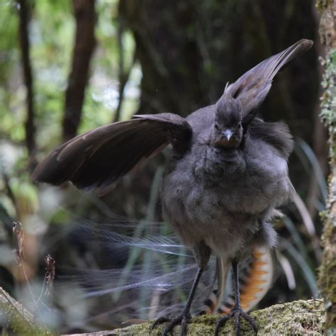 Species Spotlight: The Superb Lyrebird | World Birds