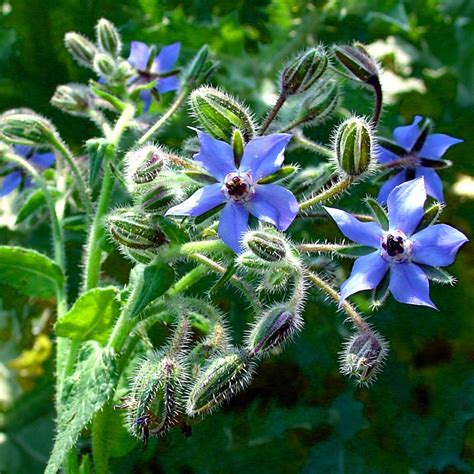 Borage infused oil | Query