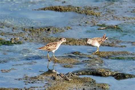 Interesting "Estuarine Animals:" Callinectes, Corophiums, Caprellidaes, and More