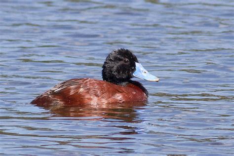 Blue-billed Duck (Male in breeding plumage) | Flickr - Photo Sharing!