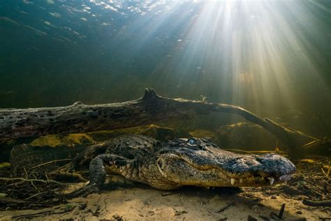 Everglades Alligator Image | National Geographic Photo of the Day