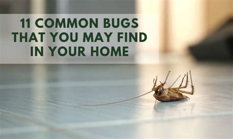 Common House Bugs Insects