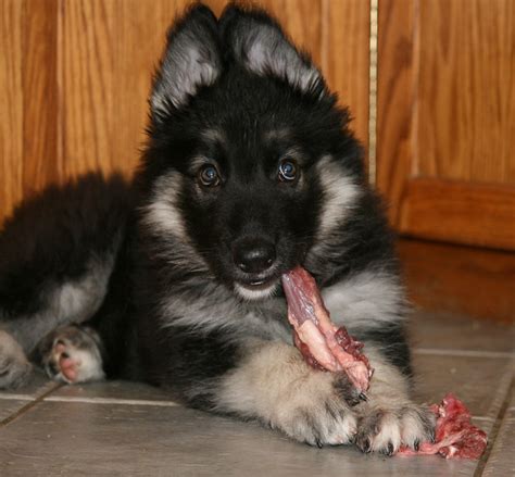 Shiloh Shepherd Puppy 10 Weeks | Flickr - Photo Sharing!