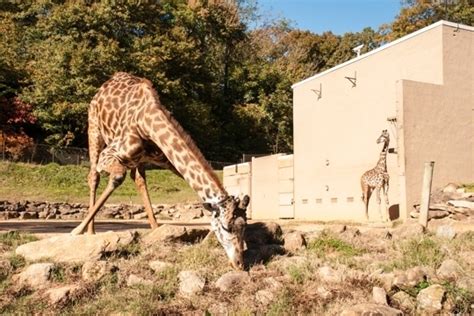 Greenville Zoo - Greenville, SC - Kid friendly activity reviews - Trekaroo