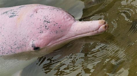 The Amazon Pink River Dolphin | Blog Machu Travel Peru