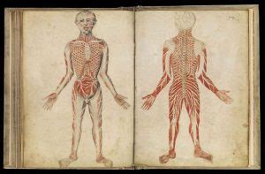 Galen’s Anatomical Anomalies & Discoveries – Science Technology and Society a Student Led ...