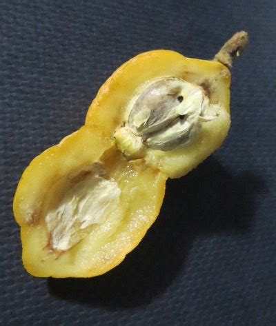 LOQUAT FRUIT