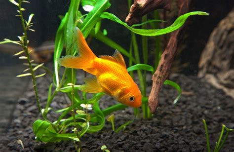 3 Best Tank Mates For Goldfish | PawTracks