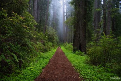 Dream Weaver | Del Norte Coast Redwoods State Park | California | Max ...