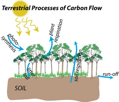 Global Carbon Cycle Soil