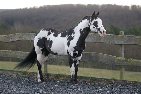 HENGST UND DECKSTATION STEINSBERG | Seite nicht gefunden | Horses, Pretty horses, Appaloosa horses