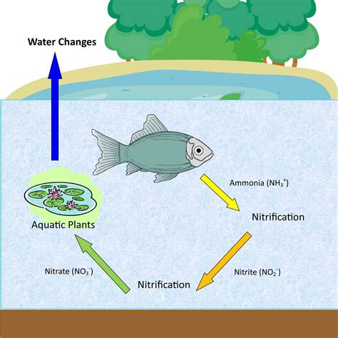 The Fish Nitrogen Cycle - Fish Vet