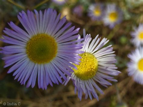 The Asteraceae or Compositae (commonly referred to as the aster, daisy, composite,[4] or ...