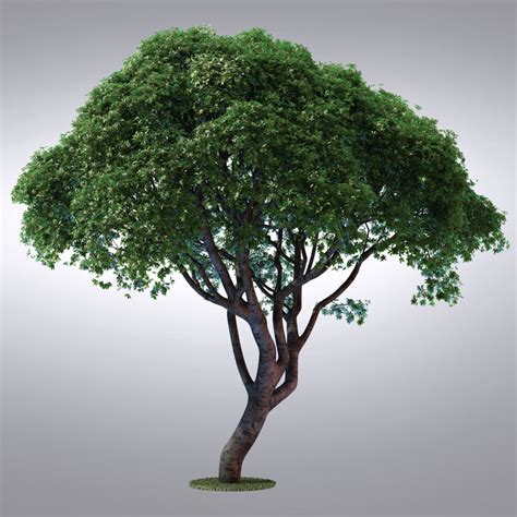 hi realistic series tree 3d max