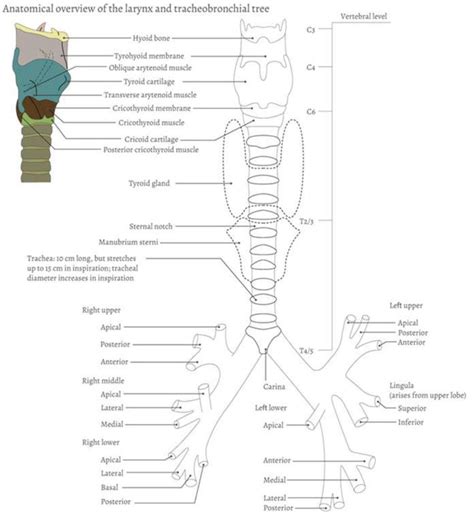 Lower Airway Anatomy - Anatomy Reading Source