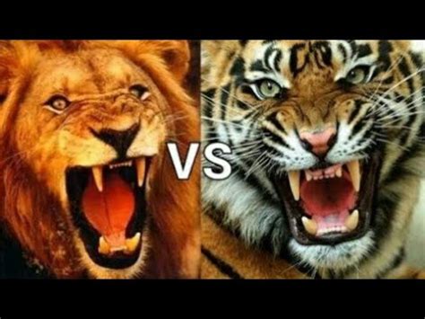 Lion roar Vs tiger roar in movies - YouTube