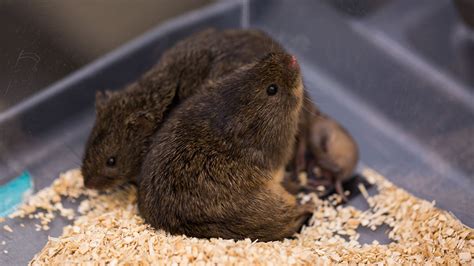 Discovery of empathy in prairie voles linked to ASD and Esquizofrenia research